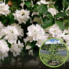 Jaśminowiec Minnesota snowflake (Philadelphus) Philadelphus coronarius 'Minnesota snowflake' 1