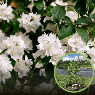 Jaśminowiec Minnesota snowflake (Philadelphus) Philadelphus coronarius 'Minnesota snowflake' 1
