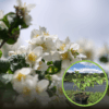 Jaśminowiec wonny Limestone (Philadelphus) Philadelphus coronarius 'Limestone ' 1