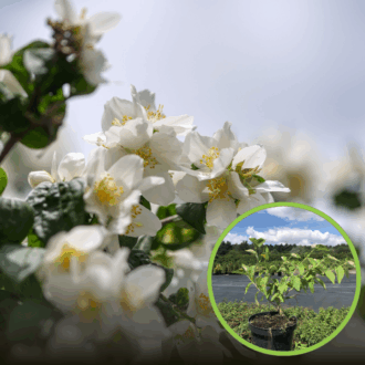 Jaśminowiec wonny Limestone (Philadelphus) Philadelphus coronarius 'Limestone ' 1