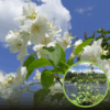 Jaśminowiec wonny Virginal (Philadelphus) Philadelphus coronarius 'Virginal ' 1