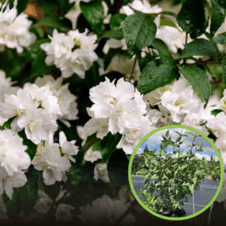 Jaśminowiec Girandole - Philadelphus Philadelphus coronarius 'Girandole ' 1