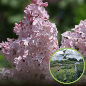 Lilak pospolity General Pershing - JASNA BIEL Syringa vulgaris 'General pershing' 1