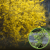 Forsycja Kumson - zwisające pędy UNIKAT Forsythia × intermedia 'Kumson' 1