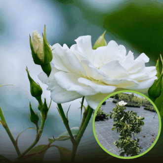 Róża pomarszczona biała - małowymagająca Rosa rugosa 'Alba' 1