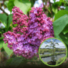 Lilak pospolity (Bez) 'Miss canada' (Syringa vulgaris) - INTENSYWNY RÓŻ Syringa vulgaris 'Miss canada; 1