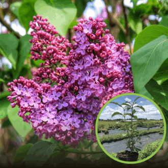 Lilak pospolity (Bez) 'Miss canada' (Syringa vulgaris) - INTENSYWNY RÓŻ Syringa vulgaris 'Miss canada; 1