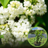 Lilak pospolity Madame lemoine - Biała Syringa vulgaris 'Madame lemoine' 1