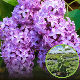 Lilak pospolity Kołchożnica - Fioletowa (Bez) Syringa vulgaris 'Kolchoznica' 1