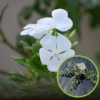 Barwinek pospolity Alba - biały (Vinica minor) Vinica minor "Alba" 1