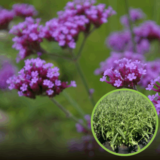 Werbena (Verbena) - fioletowa obficie kwitnąca Verbena 1