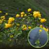Pełnik europejski (Trollius europaeus) - Róża kłodzka Trollius europaeus 1