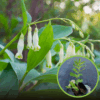 Kokoryczka wielkokwiatowa (Polygonatum) - PIĘKNA BYLINA Polygonatum 1