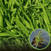 Proso rózgowate Praire Sky (Panicum) - Niepowtarzalna trawa Panicum virgatum 'Praire Sky' 1