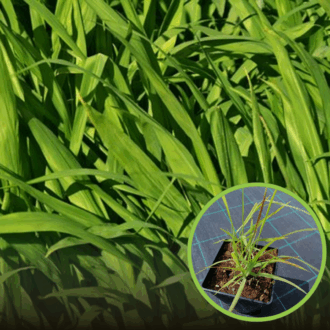 Proso rózgowate Praire Sky (Panicum) - Niepowtarzalna trawa Panicum virgatum 'Praire Sky' 1