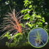 Miskant chiński Roter Pfeil (Miscanthus) - Czerwona Miscanthus sinensis 'Roter Pfeil 1