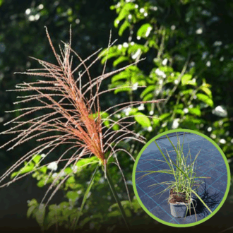 Miskant chiński Roter Pfeil (Miscanthus) - Czerwona Miscanthus sinensis 'Roter Pfeil 1