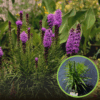 Liatra kłosowa 'Kobold' (Liatris spicata) - fioletowa odmianav Liatris spicata 'Kobold' 1
