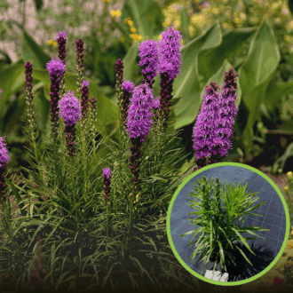 Liatra kłosowa 'Kobold' (Liatris spicata) - fioletowa odmianav Liatris spicata 'Kobold' 1