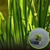 Turzyca Morrowa Irish Green - WIECZNIE ZIELONA TRAWA Carex xmorrowi 'Irish Green' 1