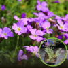 Żagwin ogrodowy 'Cascade Rot' (Aubrieta cultorum) - CZERWONY Aubrieta cultorum 'Cascade rot' 1