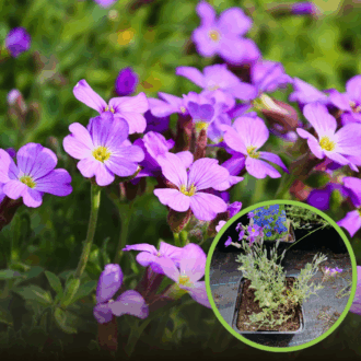 Żagwin ogrodowy 'Cascade Rot' (Aubrieta cultorum) - CZERWONY Aubrieta cultorum 'Cascade rot' 1