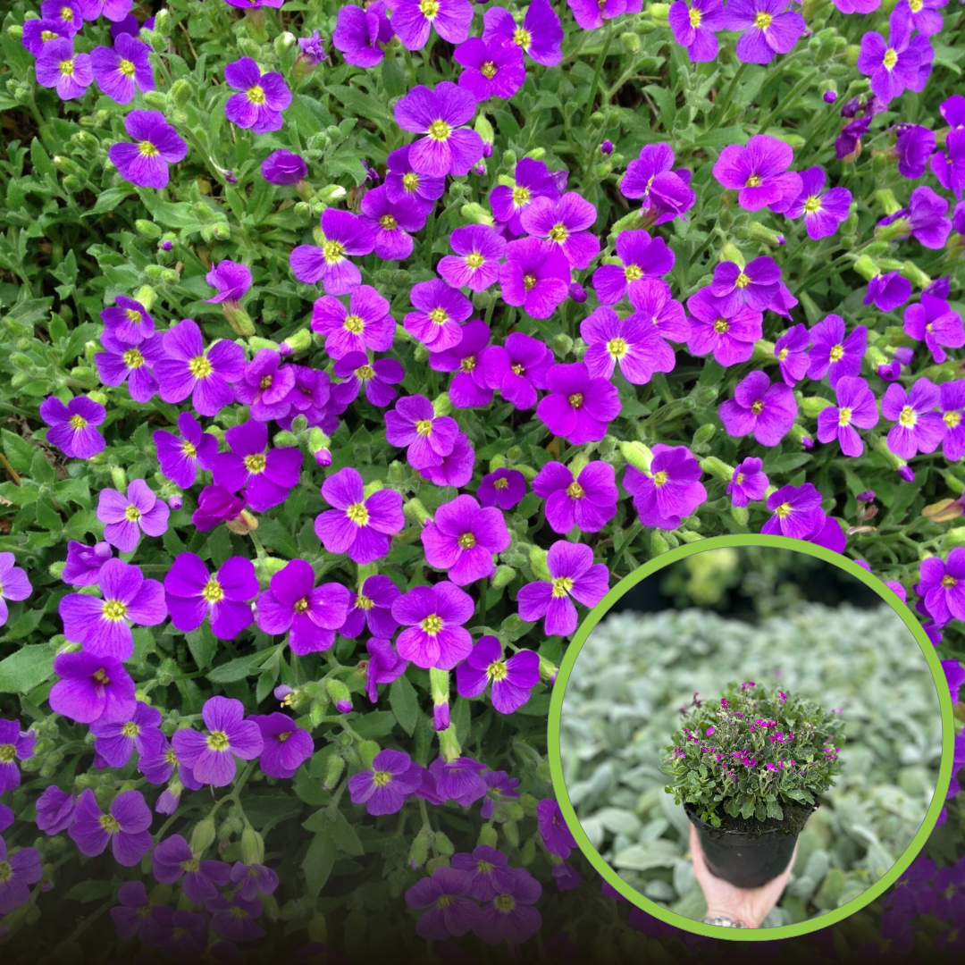 Żagwin ogrodowy 'Axcent Deep Purple' (Aubrieta cultorum) - RÓŻOWA/FIOLETOWA Aubrieta cultorum 'Axcent deep purple' 1