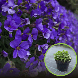 Żagwin ogrodowy 'Audrey Mid Blue' (Aubrieta cultorum) - FIOLETOWY Aubrieta cultorum 'Audrey mid blue' 1