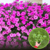 Supertunia kaskadowa VISTA - BUBBLEGUM Supertunia kaskadowa VISTA - BUBBLEGUM 1