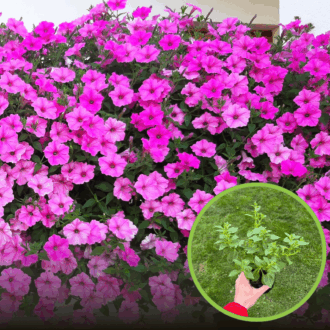 Supertunia kaskadowa VISTA - BUBBLEGUM Supertunia kaskadowa VISTA - BUBBLEGUM 1