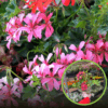 Pelargonia zwisająca - Różowa Pelargonia zwisająca - Różowa 1