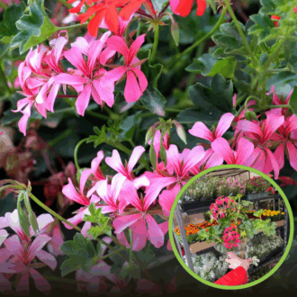 Pelargonia zwisająca - Różowa Pelargonia zwisająca - Różowa 1