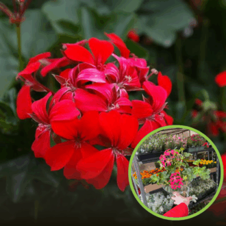 Pelargonia zwisająca - czerwona Pelargonia zwisająca - czerwona 1