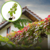 Winobluszcz pięciolistkowy Engelmanii- kolorowe pnącze Parthenocissus quinquefolia 'Engelmanii' 1