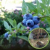 Borówka amerykańska BLUECROP - 4 LETNIA Vaccinium corymbosum BLUECROP - 4 LETNIA 1