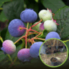 Borówka amerykańska BLUEJAY - 4 LETNIA Vaccinium corymbosum BLUEJAY - 4 LETNIA 1