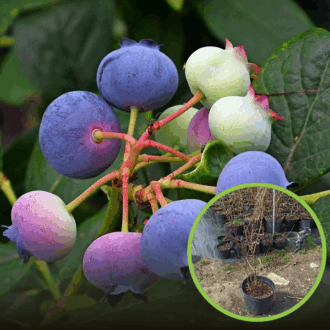 Borówka amerykańska BLUEJAY - 4 LETNIA Vaccinium corymbosum BLUEJAY - 4 LETNIA 1