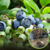 Borówka amerykańska BRIGITTA - 4 LETNIA Vaccinium corymbosum BRIGITTA - 4 LETNIA 1