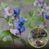 Borówka amerykańska CHANDLER - 4 LETNIA Vaccinium corymbosum CHANDLER - 4 LETNIA 1