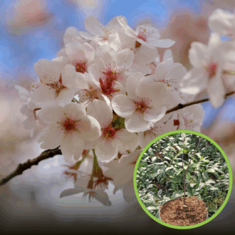 Wiśnia Colorata - biało-czerwone kwiaty Prunus 'Colorata' 1