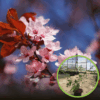 Wiśnia Okame - piękne różowe kwiaty Prunus 'Okame' 1