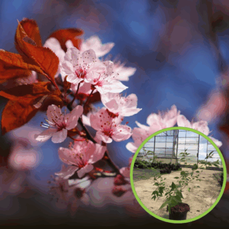 Wiśnia Okame - piękne różowe kwiaty Prunus 'Okame' 1