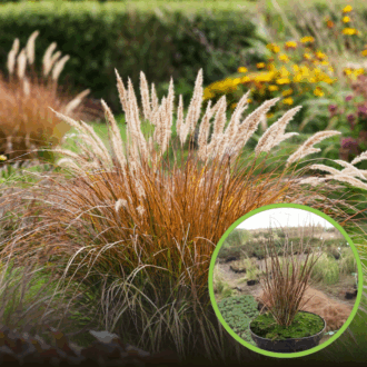 Turzyca Buchanana Red Rooster - brązowa trawa Carex Buchanana 'Red Rooster' 1