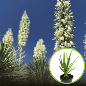 Jukka karolińska - krępla Yucca filamentosa 1