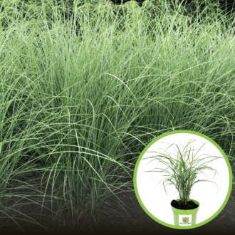Miskant chiński GRACILLIMUS Miscanthus sinensis 'GRACILLIMUS 1