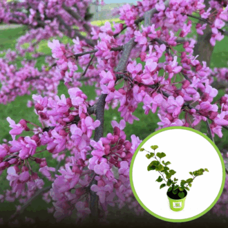 Judaszowiec Południowy- różowe piękne kwiaty Cercis siliquastrum 1