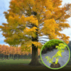 Metasekwoja szczepiona Golden Rush- Złote igły! Metasequoia glyptostroboides 'Golden Rush' 1