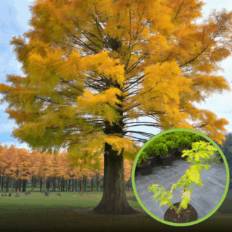 Metasekwoja szczepiona Golden Rush- Złote igły! Metasequoia glyptostroboides 'Golden Rush' 1