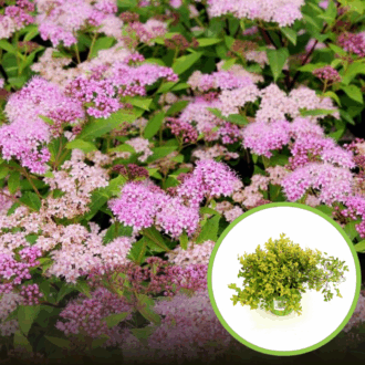 Tawuła Japanese Dwarf - różowe kwiaty Spiraea japonica 'Japanese Dwarf' 1