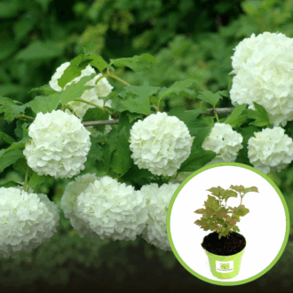Kalina koralowa ROSEUM - białe pompony Viburnum opulus 'Roseum' 1